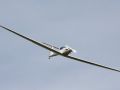 Bart Bollen  11 